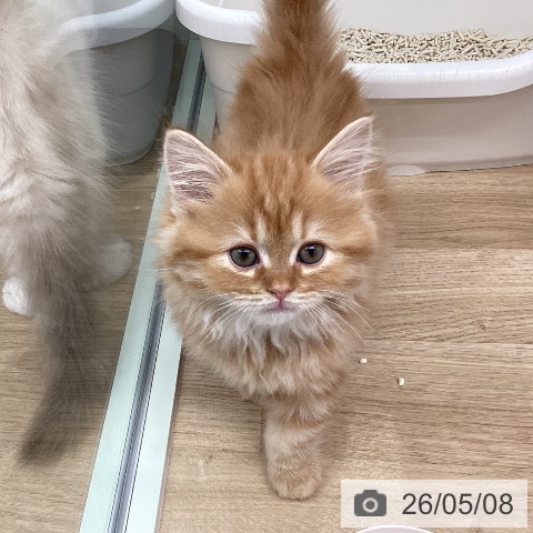 スコティッシュフォールドの写真