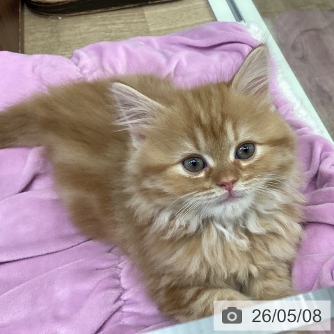 スコティッシュフォールドの写真