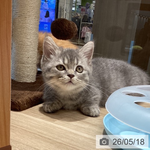 東京都のマンチカン (ペットプラス むさし村山店/2026年3月1日生まれ/男の子/ブルータビー)の子猫の3枚目の画像