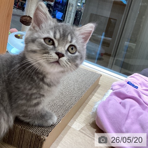 東京都のマンチカン (ペットプラス むさし村山店/2026年3月1日生まれ/男の子/ブルータビー)の子猫の3枚目の画像
