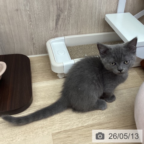 茨城県のマンチカン (ペットプラス つくば店/2026年3月1日生まれ/男の子/ブルー)の子猫の3枚目の画像