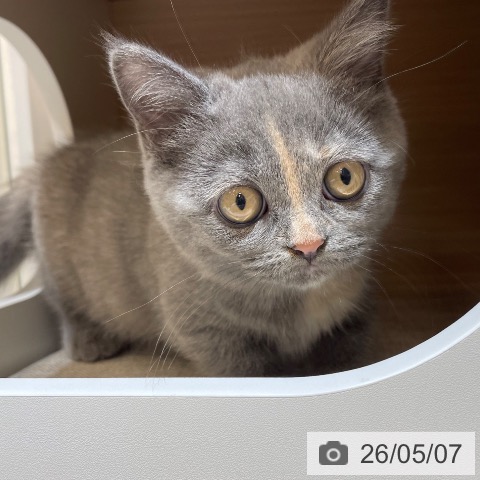 マンチカンの写真