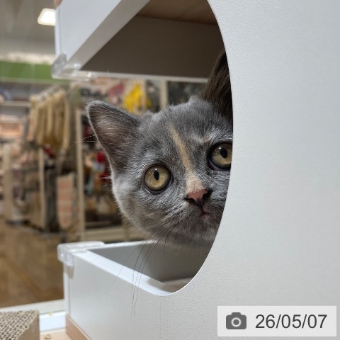 マンチカンの写真