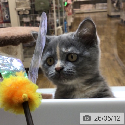 沖縄県のマンチカン (ペットプラス 南風原店/2026年3月1日生まれ/女の子/ブルークリーム)の子猫の3枚目の画像