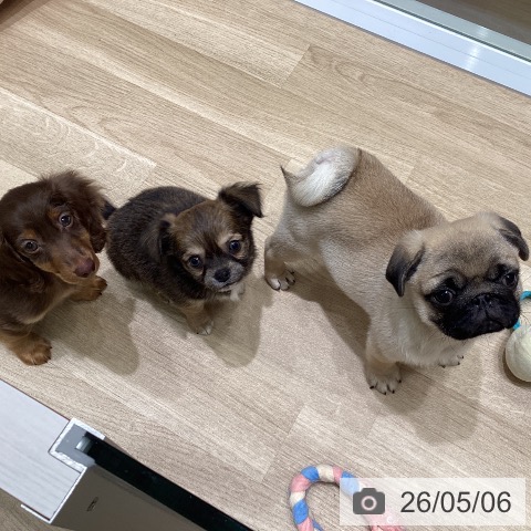 チワワの写真
