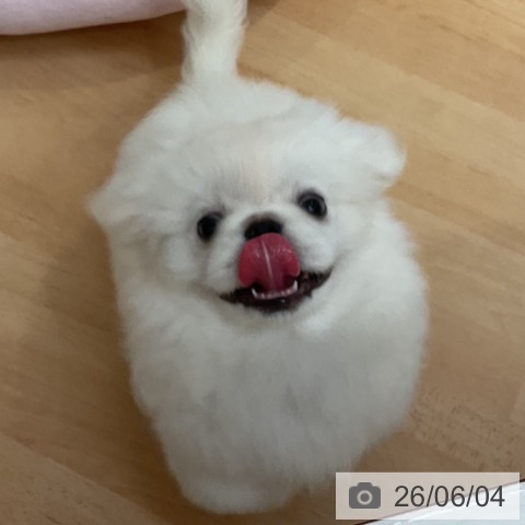 ペキニーズの写真