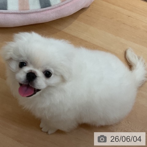 ペキニーズの写真