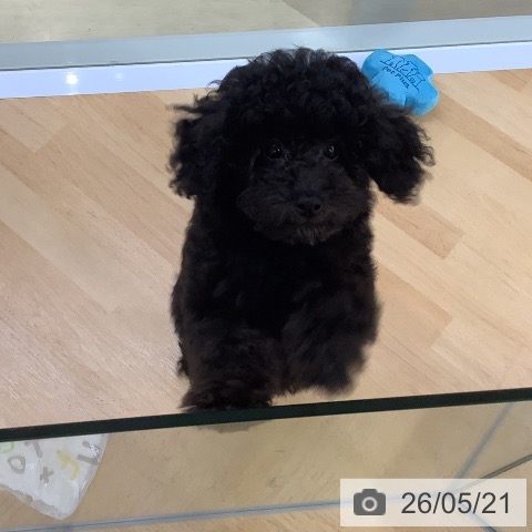 埼玉県のトイプードル(トイ) (ペットプラス 羽生店/2026年3月1日生まれ/男の子/ブラック)の子犬の4枚目の画像