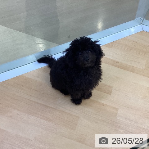 埼玉県のトイプードル(トイ) (ペットプラス 羽生店/2026年3月1日生まれ/男の子/ブラック)の子犬の4枚目の画像
