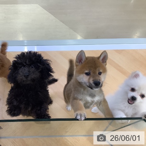 埼玉県のトイプードル(トイ) (ペットプラス 羽生店/2026年3月1日生まれ/男の子/ブラック)の子犬の4枚目の画像