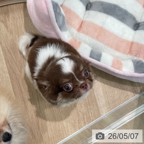 チワワの写真