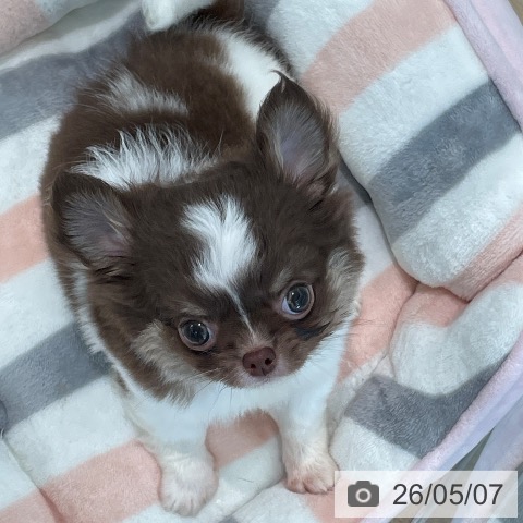 チワワの写真