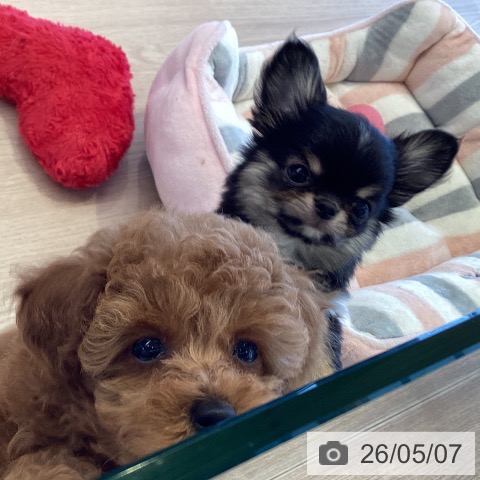チワワの写真