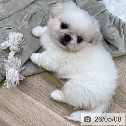 ペキニーズの写真