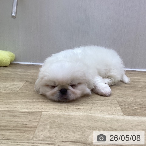 ペキニーズの写真