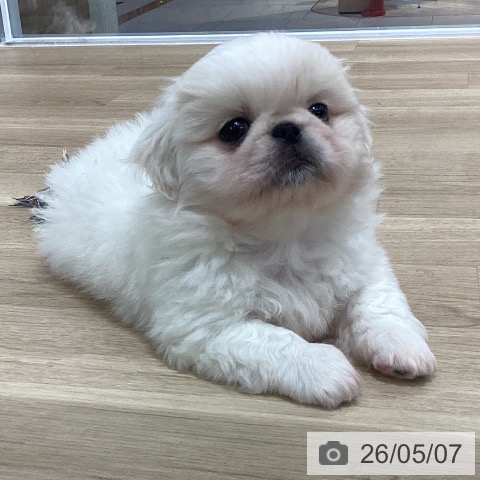 ペキニーズの写真
