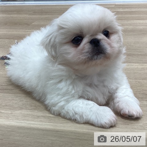 ペキニーズの写真