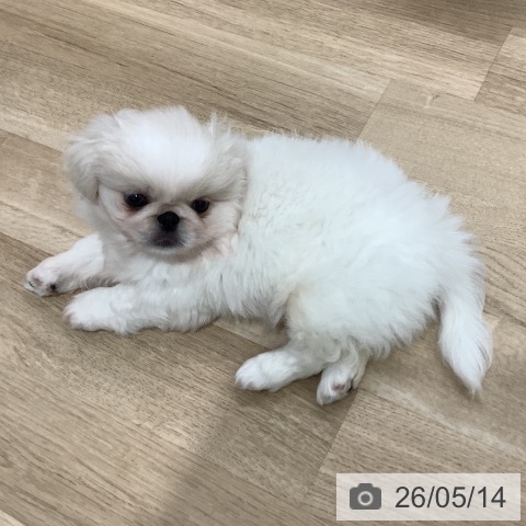 千葉県のペキニーズ (ペットプラス 船橋店/2026年3月6日生まれ/男の子/ホワイト)の子犬の3枚目の画像