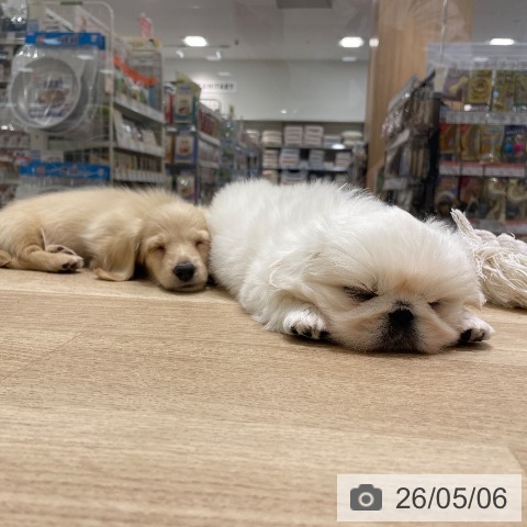 ペキニーズの写真