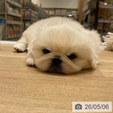 ペキニーズの写真