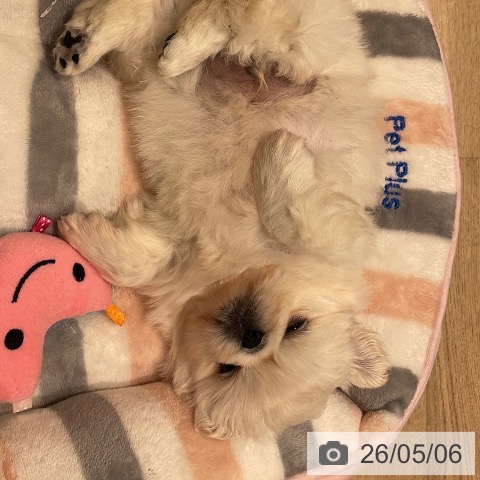 ペキニーズの写真