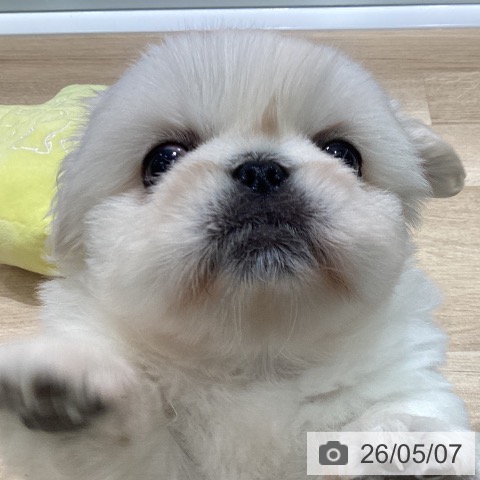 ペキニーズの写真