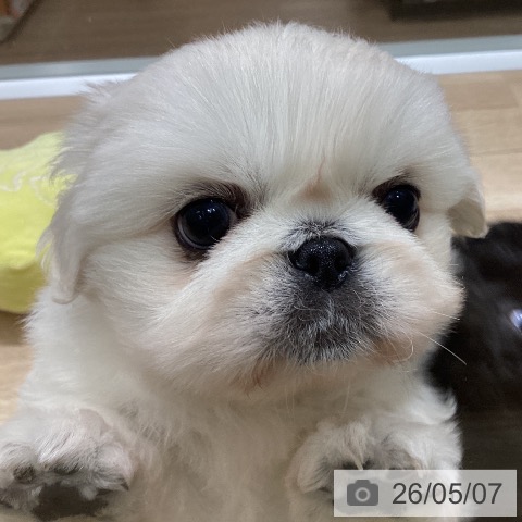 ペキニーズの写真