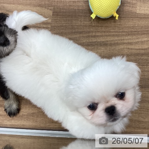 ペキニーズの写真