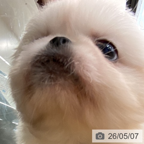 ペキニーズの写真