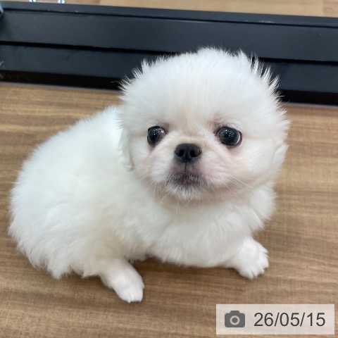 茨城県のペキニーズ (ペッツワン つくば店/2026年3月6日生まれ/男の子/ホワイト)の子犬の4枚目の画像