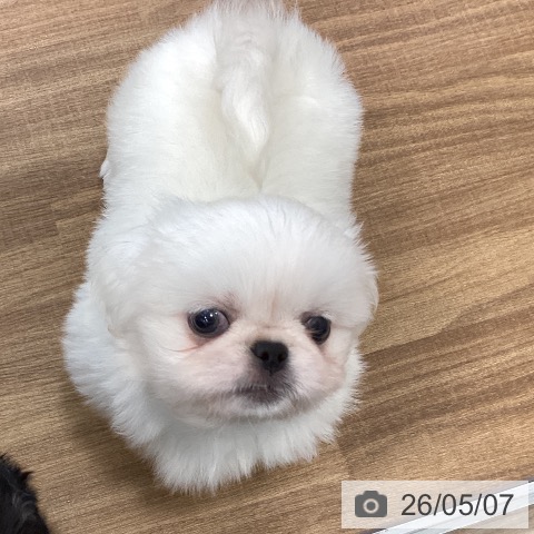 ペキニーズの写真