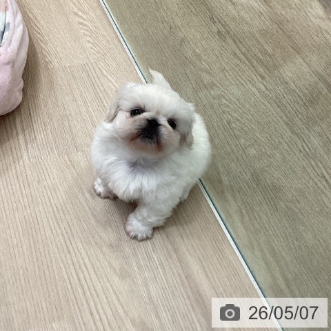 ペキニーズの写真