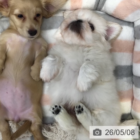 ペキニーズの写真