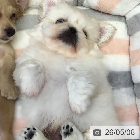 ペキニーズの写真