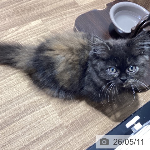 東京都のマンチカン (ペッツワン 青梅インター店/2026年2月17日生まれ/女の子/トーティー)の子猫の3枚目の画像
