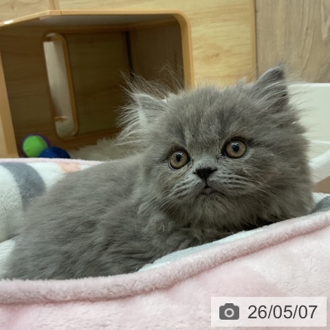 ブリティッシュショートヘアの写真