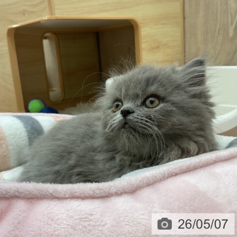 ブリティッシュショートヘアの写真