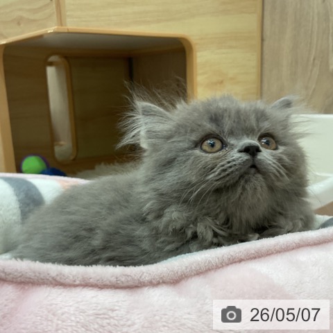 ブリティッシュショートヘアの写真