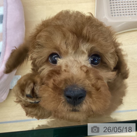 埼玉県のトイプードル(トイ) (ペットプラス 羽生店/2026年3月5日生まれ/男の子/レッド)の子犬の4枚目の画像