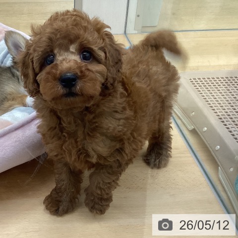 埼玉県のトイプードル(トイ) (ペットプラス 羽生店/2026年3月5日生まれ/男の子/レッド)の子犬の3枚目の画像
