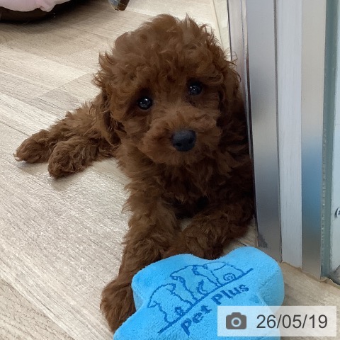 東京都のトイプードル(トイ) (ペットプラス 日の出店/2026年3月6日生まれ/男の子/レッド)の子犬の3枚目の画像