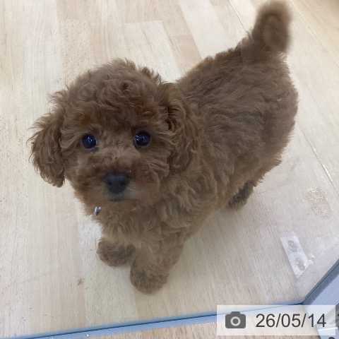 埼玉県のトイプードル(トイ) (ペットプラス 羽生店/2026年3月6日生まれ/女の子/レッド)の子犬の3枚目の画像