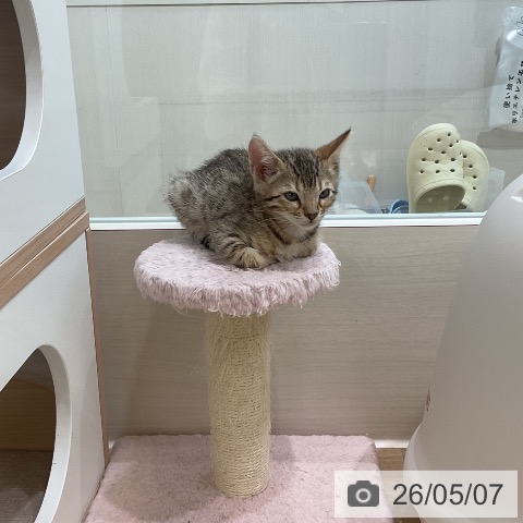 ベンガルの写真