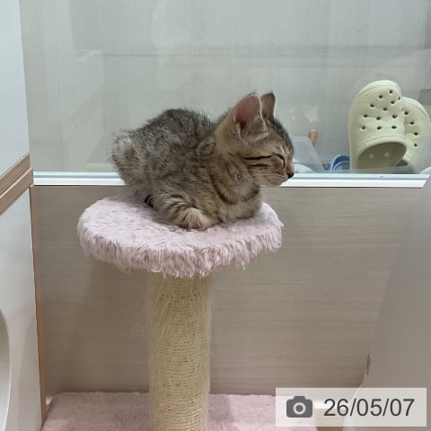 ベンガルの写真