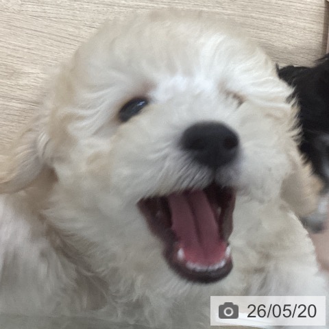 千葉県のトイプードル(トイ) (ペットプラス 船橋店/2026年3月5日生まれ/男の子/ホワイト)の子犬の3枚目の画像