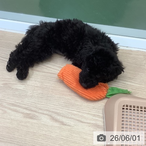 埼玉県のトイプードル(トイ) (ペットプラス 上尾店/2026年3月5日生まれ/男の子/ブラック)の子犬の4枚目の画像