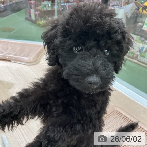 茨城県のトイプードル(トイ) (ペッツワン 古河店/2026年3月5日生まれ/男の子/ブラック)の子犬の4枚目の画像
