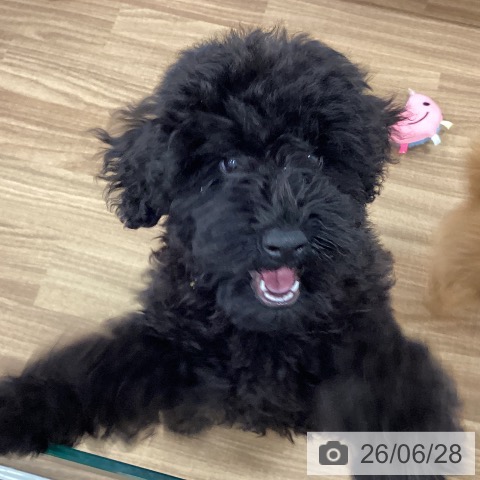 茨城県のトイプードル(トイ) (ペッツワン 古河店/2026年3月5日生まれ/男の子/ブラック)の子犬の4枚目の画像