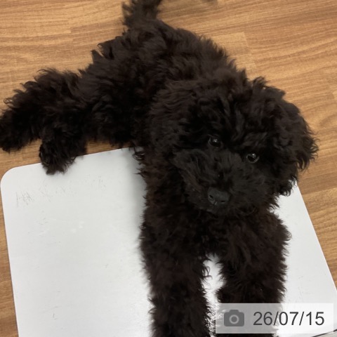 茨城県のトイプードル(トイ) (ペッツワン 古河店/2026年3月5日生まれ/男の子/ブラック)の子犬の4枚目の画像