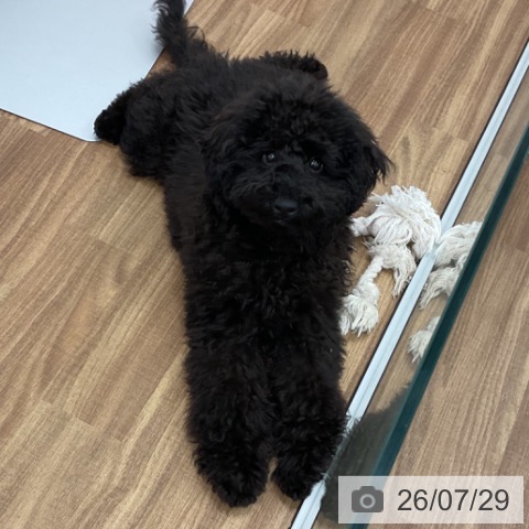茨城県のトイプードル(トイ) (ペッツワン 古河店/2026年3月5日生まれ/男の子/ブラック)の子犬の4枚目の画像